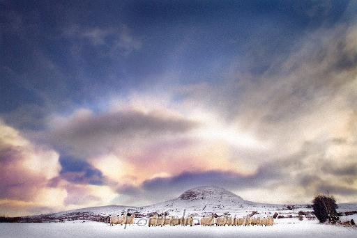 slemish snowy sheep sky.jpg